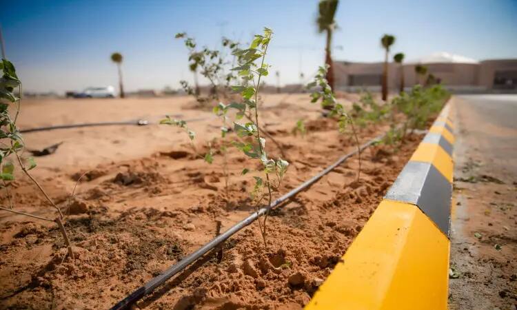 Small roadside plants organize a sandy control device with drip irrigation pipes accompanied by a sidewalk painted in white yellow, in a scene that emphasizes Qassim University's efforts to combat desertification. A myriad of buildings live in the background, with a number of the university wearing the Saudi Ghutra or Shemaghogal with the official Saudi bisht, emphasizing the patriotic and official nature of this environmental event.