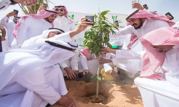 يجتمع مجموعة من الرجال الحاضرين الغترة أو الشماغ السعودي مع العقال والبشت السعودي، لزراعة شتلة في منطقة رمال سوي احتفاء بأسبوع الشجرة، ويوثقون فعالية زراعة الأعمال الفنية تحت ضوء النهار، وذلك ضمن جهود جامعة القصيم للمساهمة في بدلة أرض القصيم الأخضر.